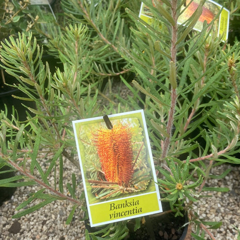 Banksia vincentia 140mm