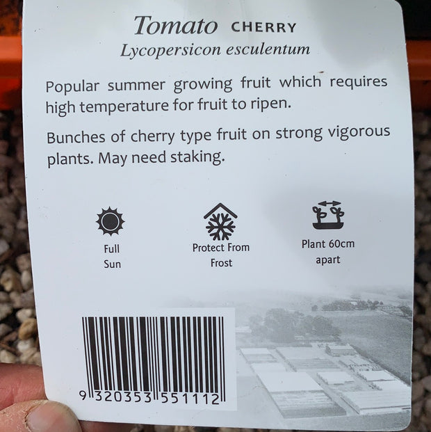 Tomato ‘Cherry’ - Purtill maxi