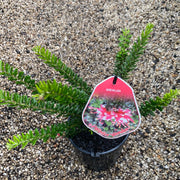 Grevillea Winter Wonder 140mm