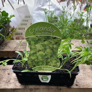 Coriander - Slow bolting - Scotsburn