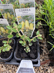 Correa nummularifolia 70mm Tube