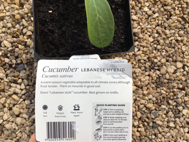 Cucumber ‘Lebanese Hybrid’ - Purtill maxi