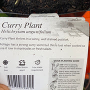 Curry plant - Purtill maxi