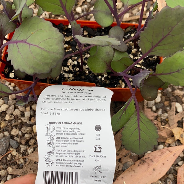 Cabbage ‘Red’ - Purtill
