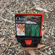 Chives ‘Garlic’ - Purtill maxi