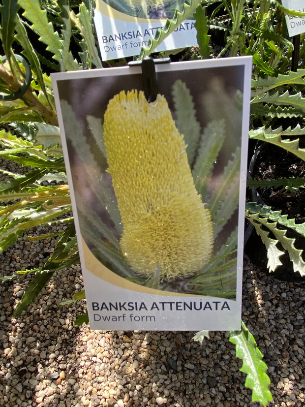 Banksia Attenuata Dwarf 140mm