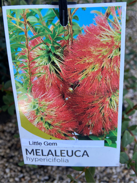 Melaleuca Little Gem 140mm
