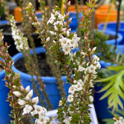 Epacris microphylla Milky Way 140mm