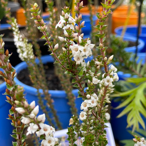Epacris microphylla Milky Way 140mm