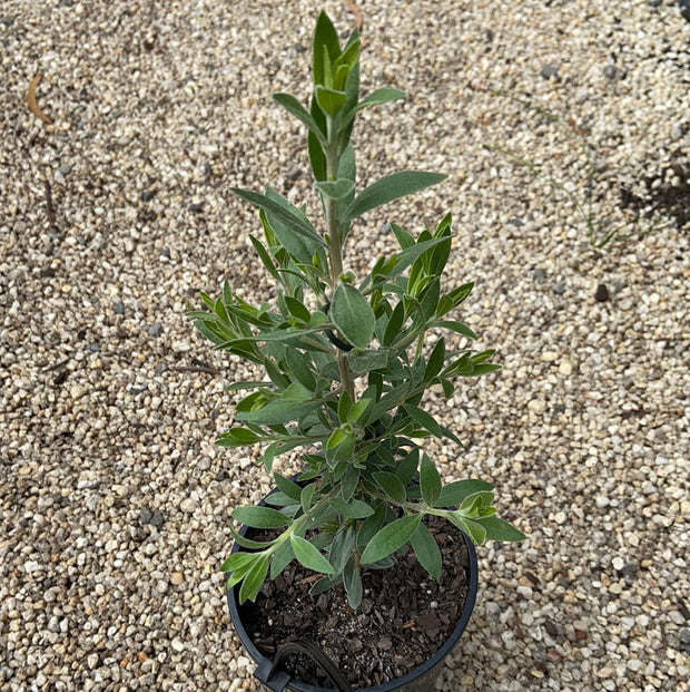 Eremophila 'Crazy Gal' 140mm