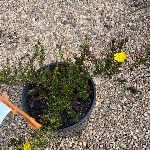 Hibbertia procumbens 140mm