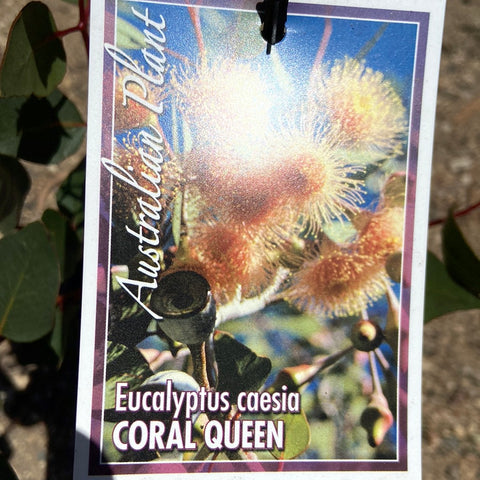 Eucalyptus Coral Queen 140mm