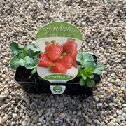 Strawberry ‘Temptation’ - Scotsburn