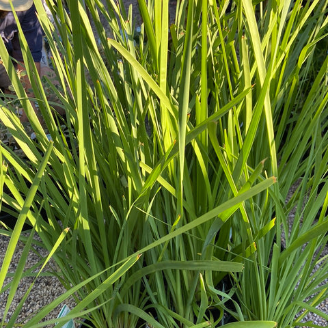 Lomandra Longifolia 140mm