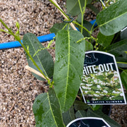 Hardenbergia violacea White Out 140mm