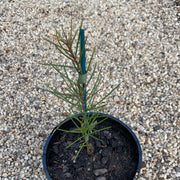 Hakea Sericea Pink 140mm