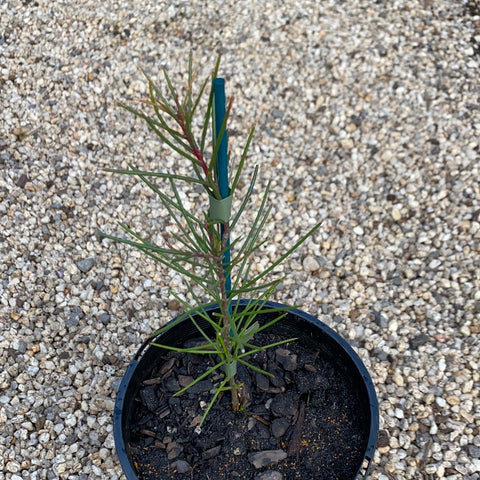 Hakea Sericea Pink 140mm