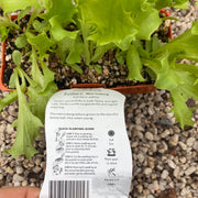 Lettuce ‘Mini Iceburg’ - purtills