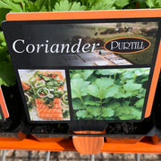 Coriander - Purtill Ma