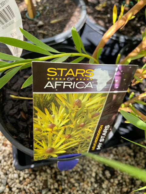 Leucadendron 'my stars' 180mm