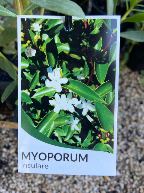 Myoporum insulare 330mm