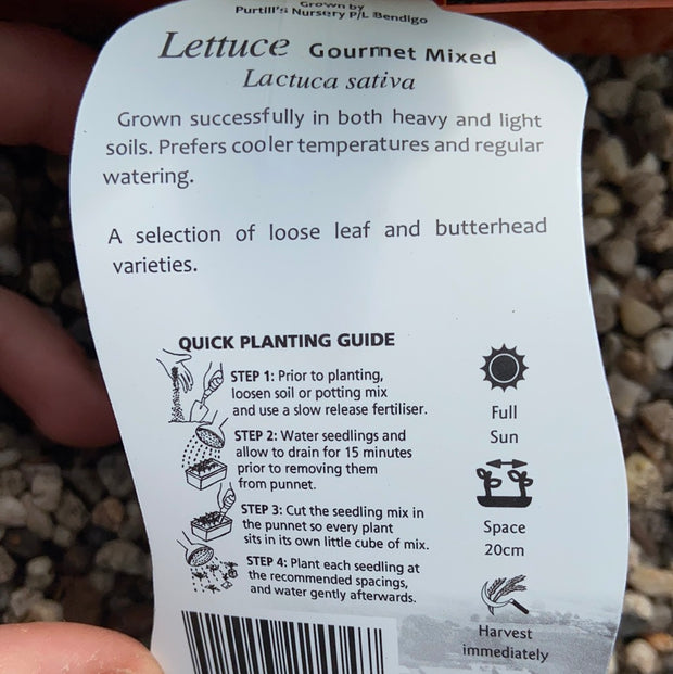 Lettuce ‘Gourmet Mixed’ - Purtill