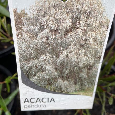 Acacia pendula 140mm