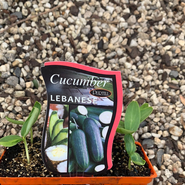 Cucumber ‘Lebanese’ -Purtill