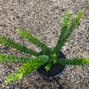 Grevillea Winter Wonder 140mm