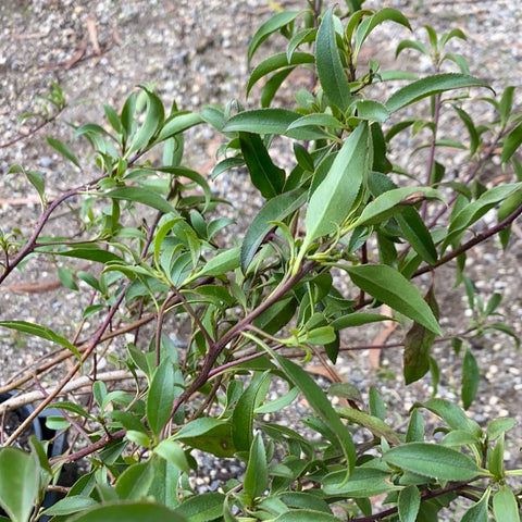 Myoporum Petiolatum 50mm