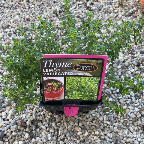 Thyme lemon variegated maxi Purtill