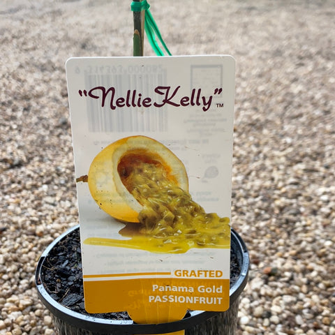 Passionfruit ‘Panama Gold’ Grafted 120mm