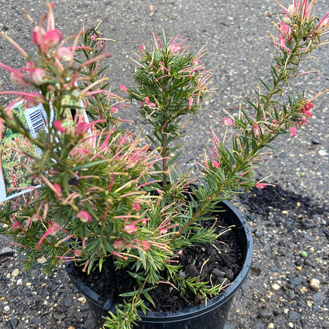 Grevillea 'Pink Pixie' 200mm