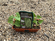 Bean ‘Green Dwarf’ - Purtill