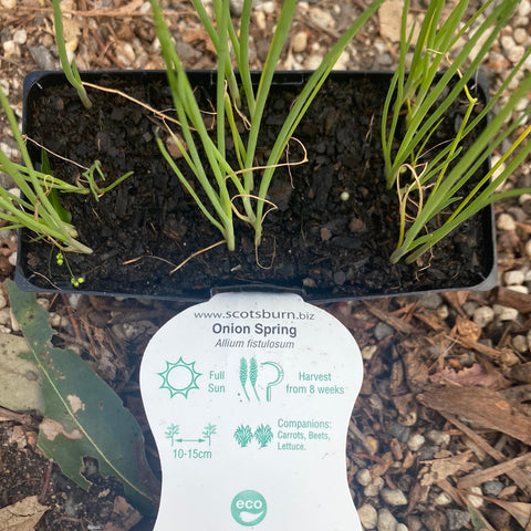 Spring Onion - Scotsburn