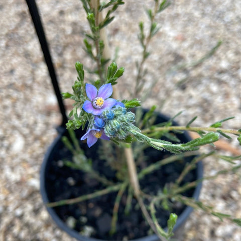 Philotheca nodiflora ssp lasiocalyx 140mm
