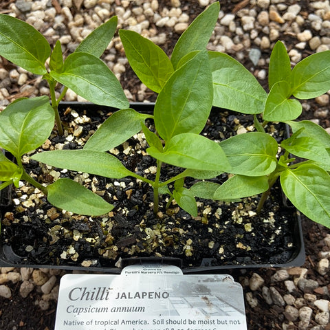 Chilli ‘jalapeno’ - Purtill