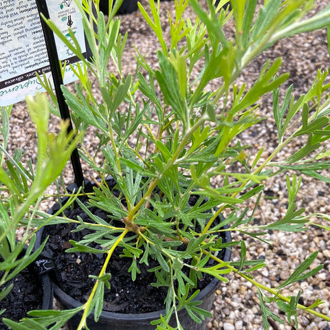 Grevillea Lemon Supreme 140mm