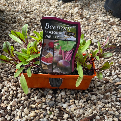 Beetroot ‘seasonal variety’ - Purtill
