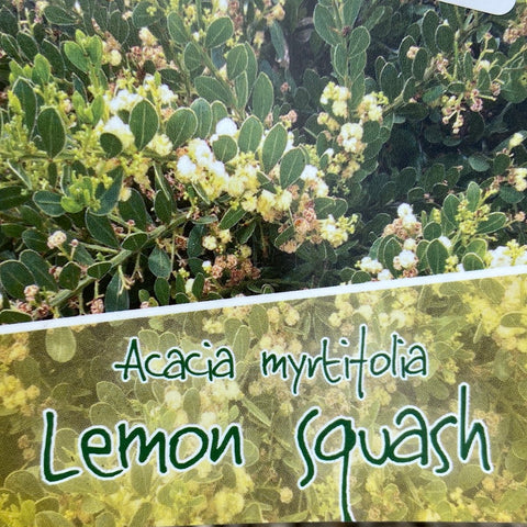 Acacia 'Lemon Squash' 140mm
