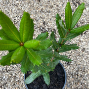 Banksia verticillata 200mm