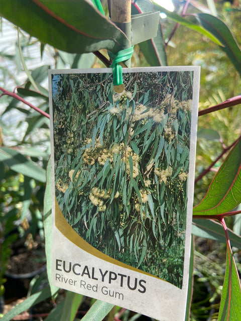 Eucalyptus Camaldulensis 250mm