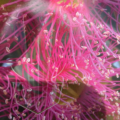 Corymbia Hastings Pink Grafted 35L
