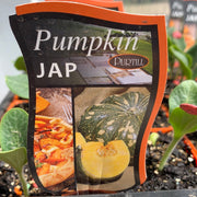 Pumpkin ‘Jap’ Purtills