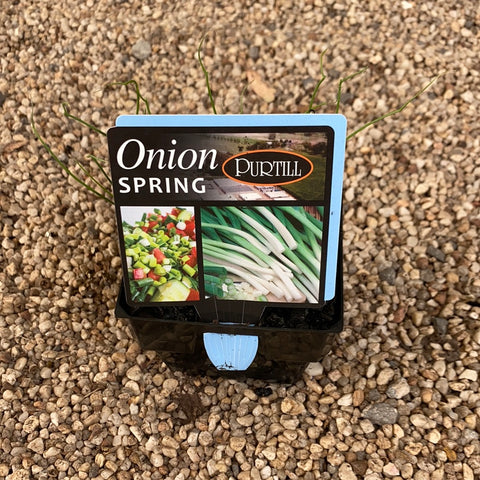 Onion ‘Spring’ - Purtill maxi