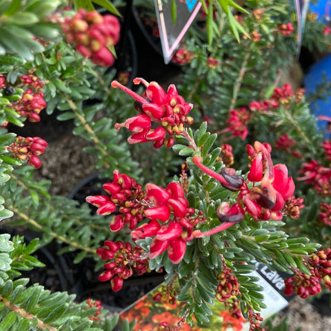 Grevillea Hot Lava Tube
