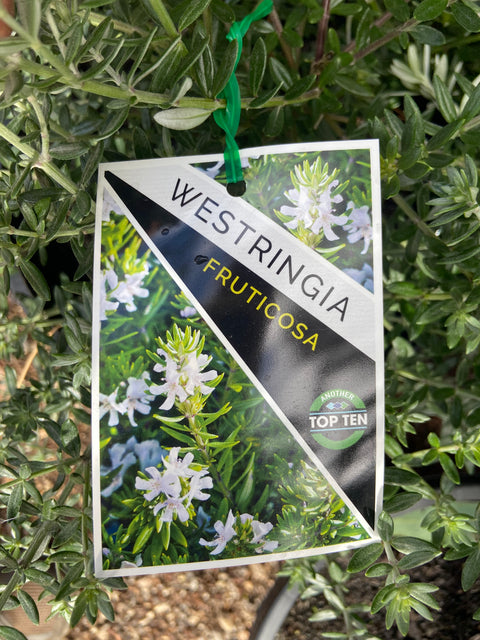 Westringia Fruiticosa 200mm