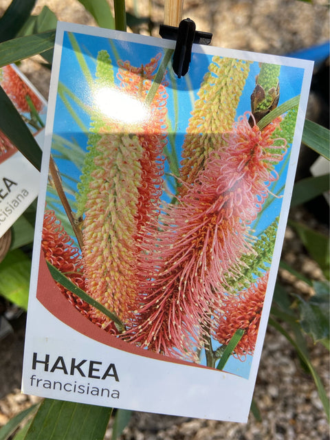 Hakea Francissiana 140mm