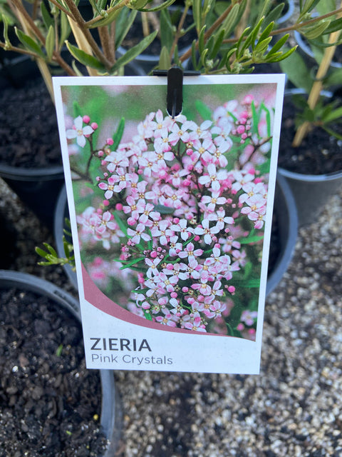 Zieria Pink Crystals 200mm