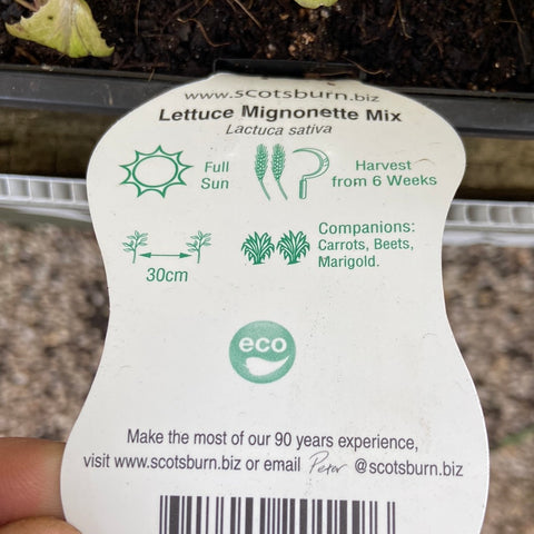 Lettuce Mignonette mix - scotsburn